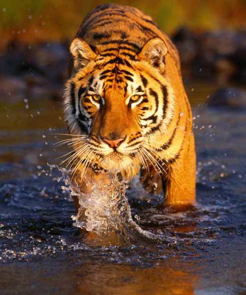 Rajasthan Trip Planner
